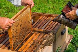 En busca de la rentabilidad, aprobaron nuevos pagos a apicultores