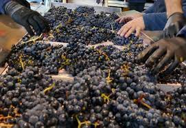 Sin brindis: estiman la peor producción mundial de vino en más de 60 años