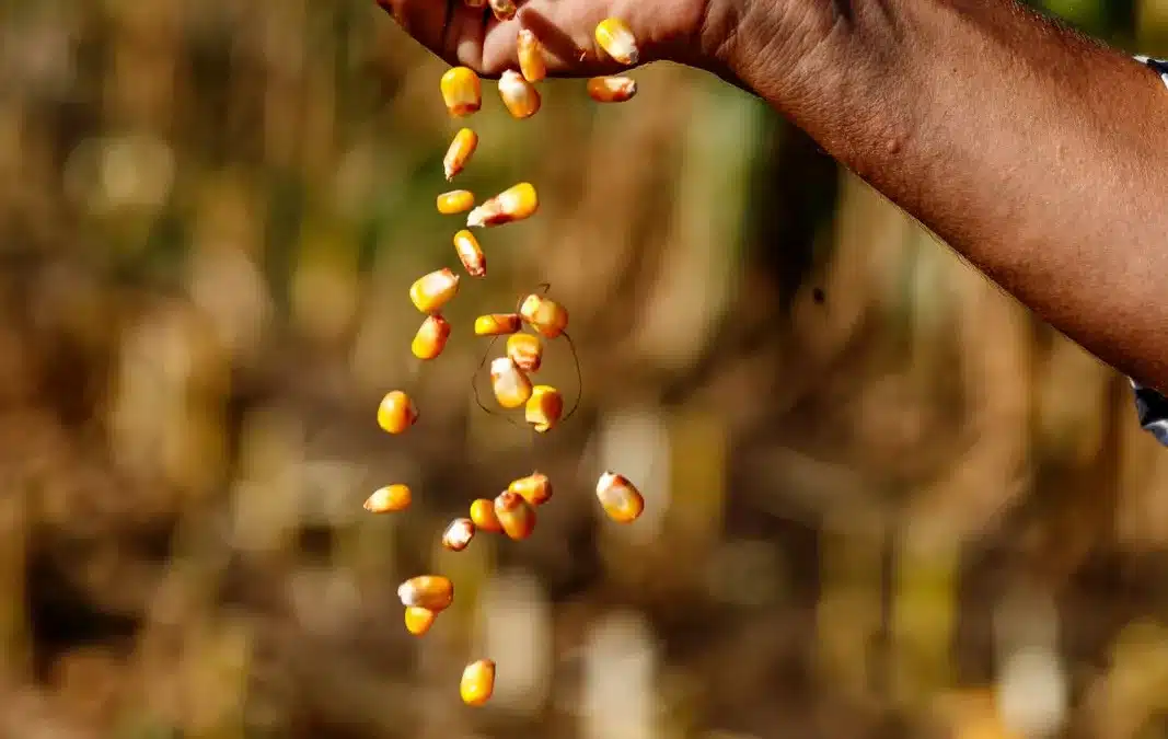 KWS vende su negocio de maíz en Sudamérica a GDM