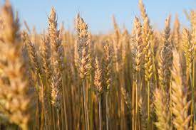 Combo letal para el trigo 2023: las lluvias llegaron tarde y los precios se derrumbaron