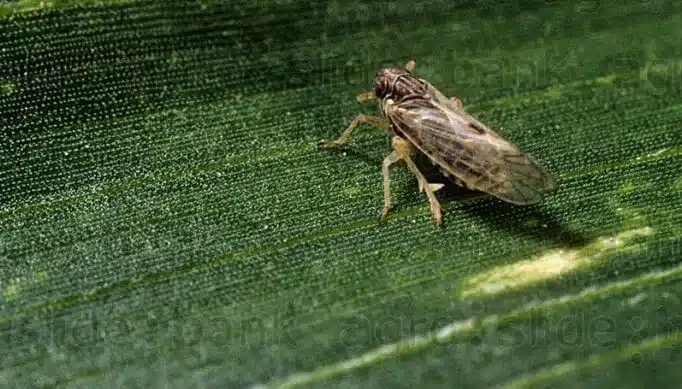 Chicharrita del maíz: todo lo que hay que saber sobre la plaga que tiene en jaque al campoargentino