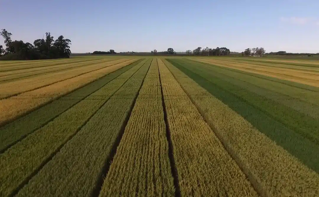 Con un cambio de políticas para la siembra de trigo, se podrían obtener US$ 630 millones