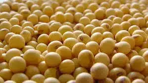 El procesamiento de soja en Estados Unidos amenaza al principal producto que exporta la
