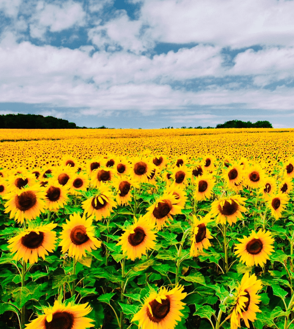 La oportunidad del girasol: con mejor tecnología, podría rendir hasta 40% más