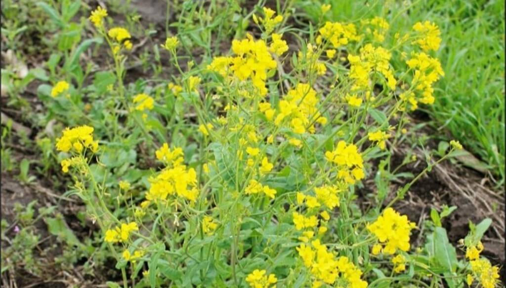 Malezas: el “nabo” resiste cada vez más herbicidas y ahora generó una alerta roja dealcance mundial
