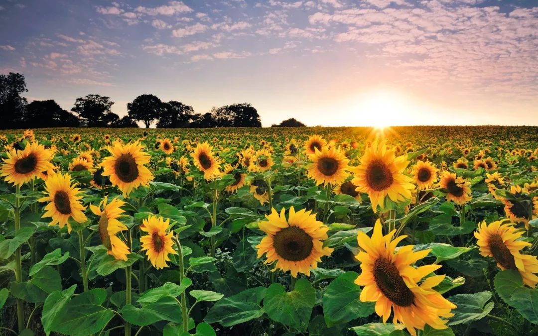 El girasol va por otro año dorado: “Hay que verlo como un buen negocio”