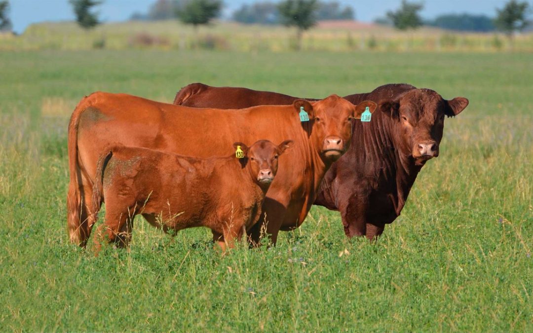 La raza Limangus lidera la medición de eficiencia alimenticia en Argentina