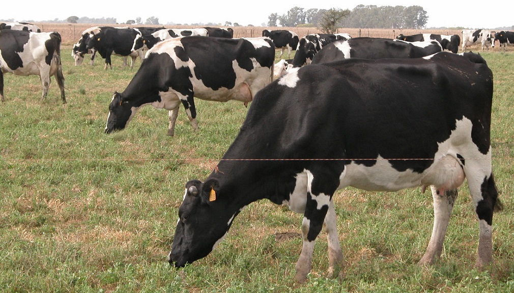 GPS ganadero: 8 mapas para conocer al detalle la producción de carne y leche enCórdoba
