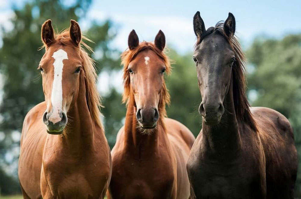 Argentina se consolida como referente en sanidad equina gracias al trabajo conjuntoentre el INTA y los Haras