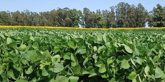 Previo a la suba de las retenciones, los productores aceleraron las venta de soja