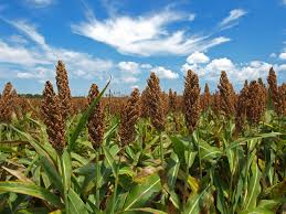 El sorgo creció un 25 % y se consolida como unaopción fuerte en la rotación agrícola