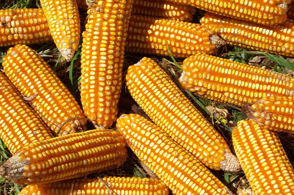 MAÍZ ARGENTINO: UNA OPORTUNIDAD ÚNICA PARA CRECER CON EFICIENCIA Y MENOR HUELLA DE CARBONO