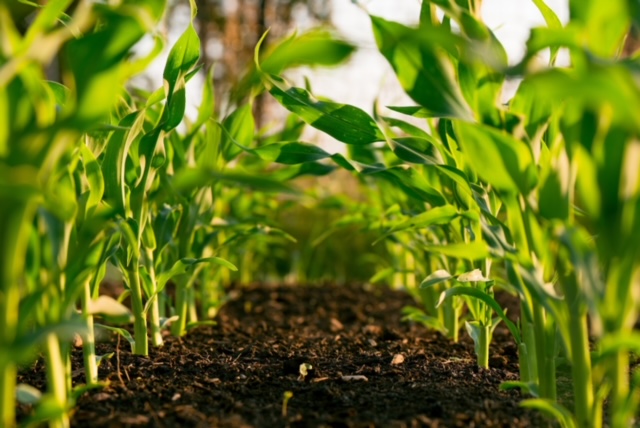 BASF presenta un dispersante biodegradable orientado a fitosanitarios