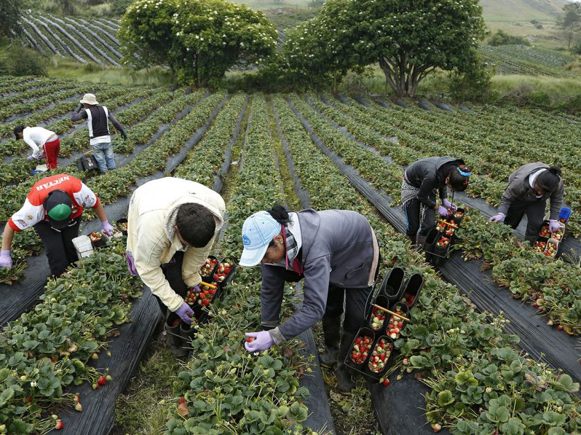 Se oficializó el aumento para trabajadores rurales