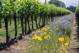 Vitivinicultura orgánica, biodinámica y regenerativa: filosofías más allá de la moda enel vino argentino