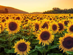 El girasol recupera protagonismo en la campaña 2025/26: fuerte impulso en zonas