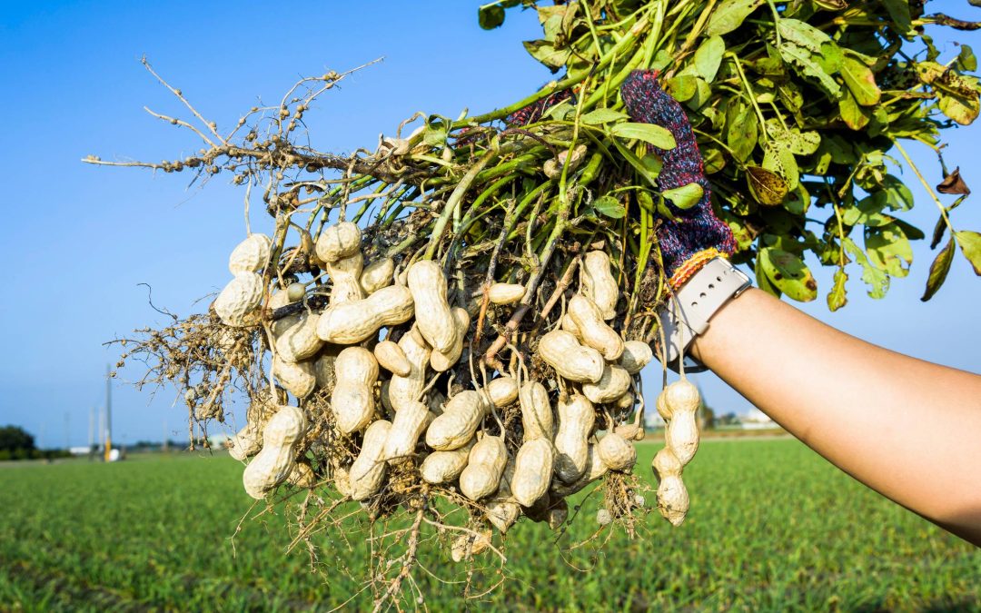 Otra coronación de gloria: el maní argentino es campeón mundial en exportaciones