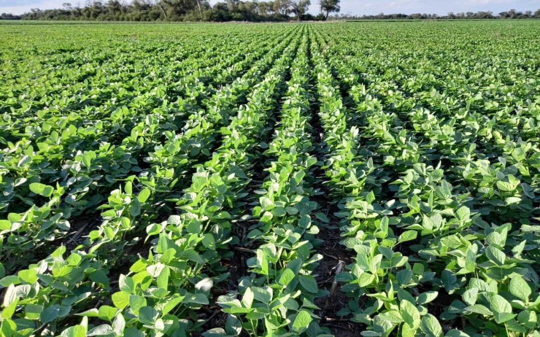 Tecnología argentina reduce un 54% las pérdidas en cosecha de soja