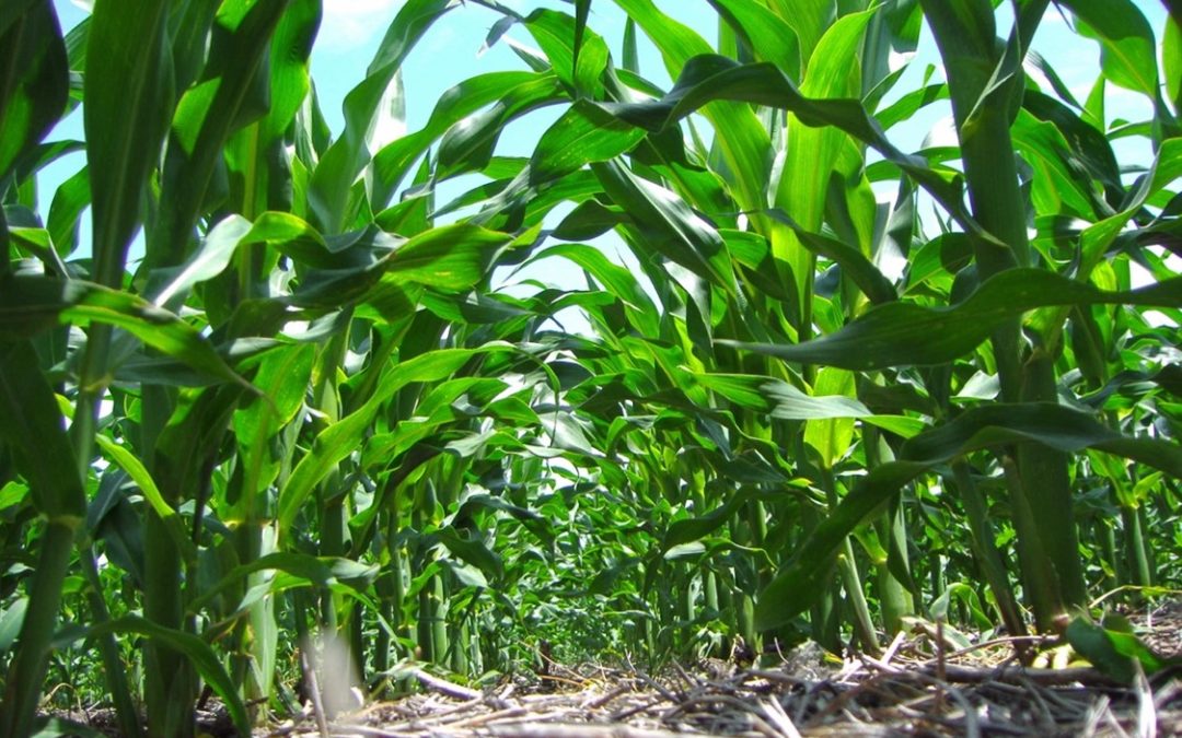 NANOTECNOLOGÍA: ¿CÓMO REDUCIR COSTOS Y PRESERVAR EL AMBIENTE EN LA ERA DE FERTILIZANTES AL ALZA?