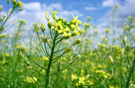 “La camelina permite transformar un barbecho en una oportunidad de renta”