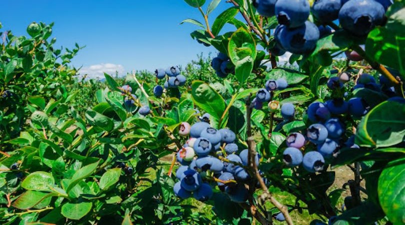 Comenzó la cosecha de arándanos y hay expectativas de que crezca entre 10 y 15%