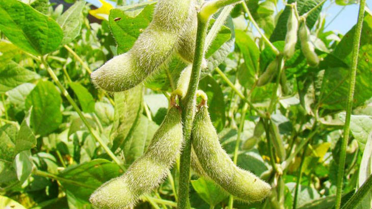 Suelos en deuda: nutrición y sustentabilidad del cultivo de soja