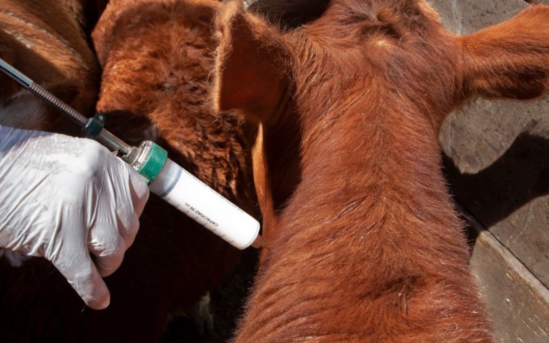 Paraguay abre consulta pública sobre su plan para erradicar la fiebre aftosa en 2028