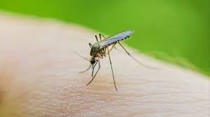 Desde el Senasa recomiendan que, en temporada de mosquitos, hay que reforzar laprevención contra la encefalomielitis equina