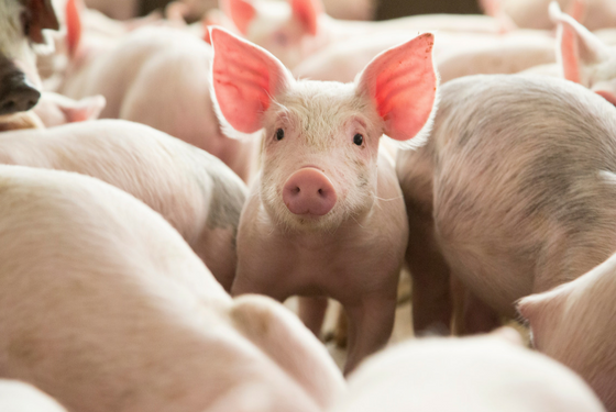 El pulso del Agro: subas y bajas de la actividad