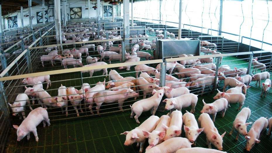 Con 384 mil toneladas, la producción porcina logró su mejor primer semestre