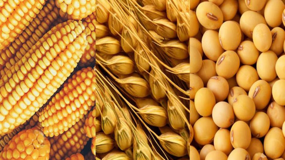 Granos en alerta: el USDA eleva la producción y el mercado responde con subas