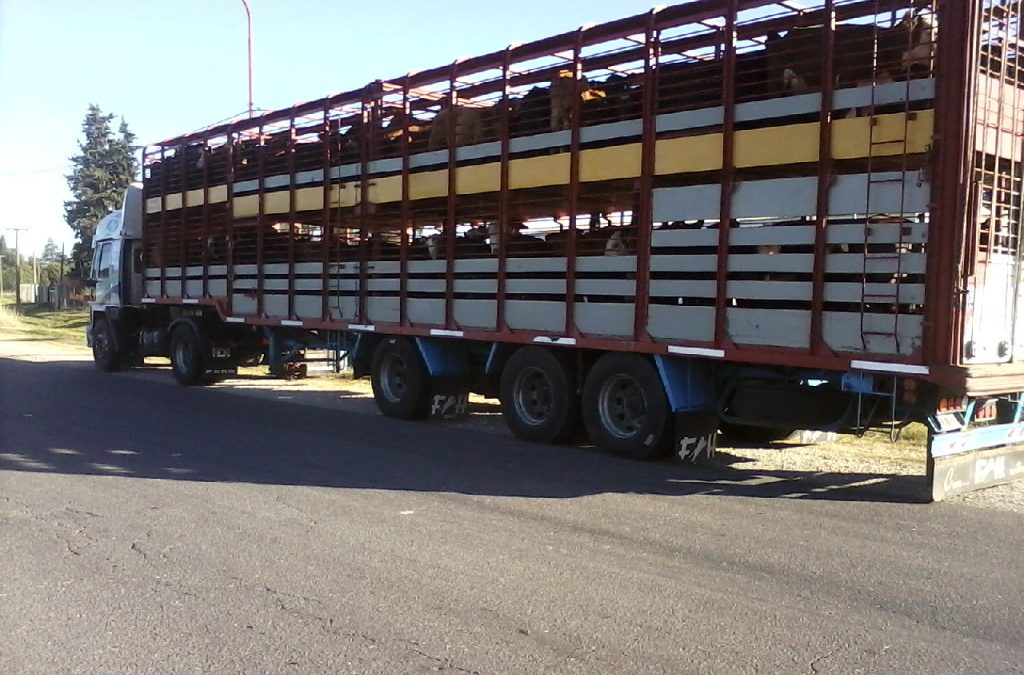 “Interesante simplificación”: actualizan el transporte de animales vivos y productosde origen animal y Sturzenegger explicó la medida