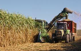 La zafra azucarera 2025 marca récords en el NOA y potencia las exportaciones
