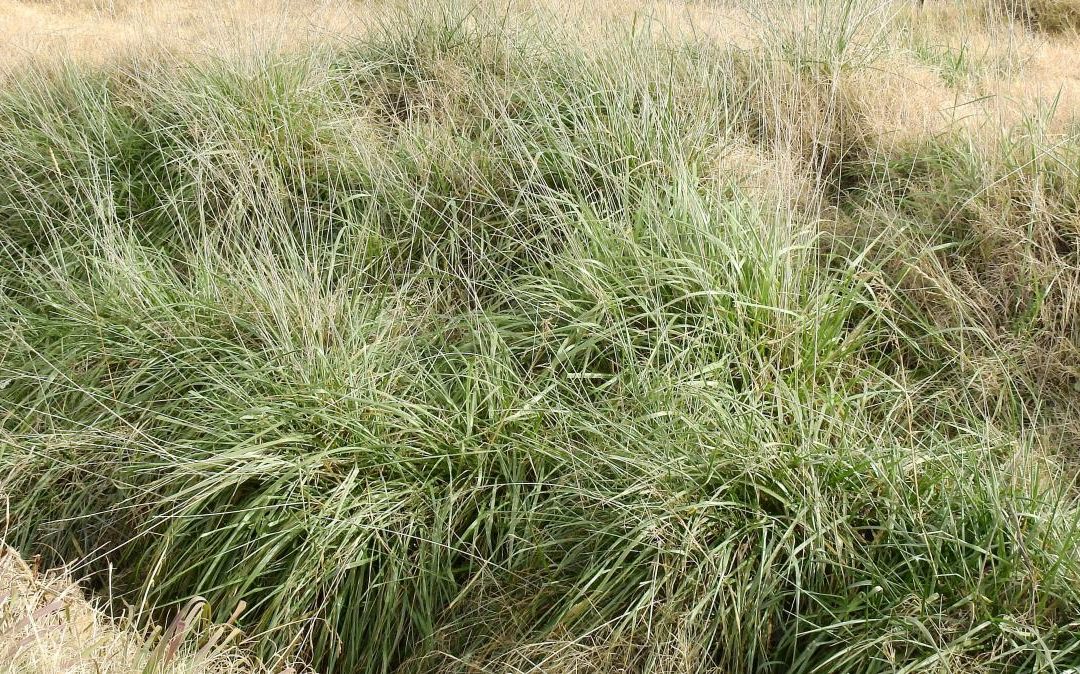 Coirón blanco, la gramínea que promete recuperar suelos y fortalecer la ganadería