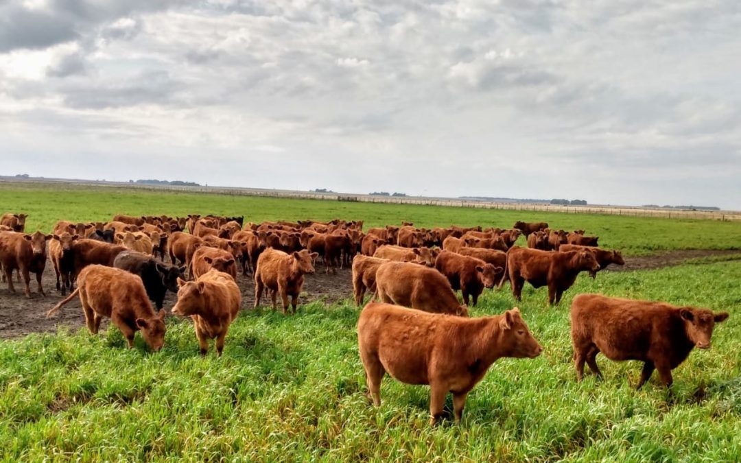 De la cría al mostrador: un modelo integral con Limangus en el oeste pampeano