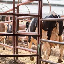 Nuevo escenario ganadero: los corrales se llenan con animales más pesados y presionan los precios