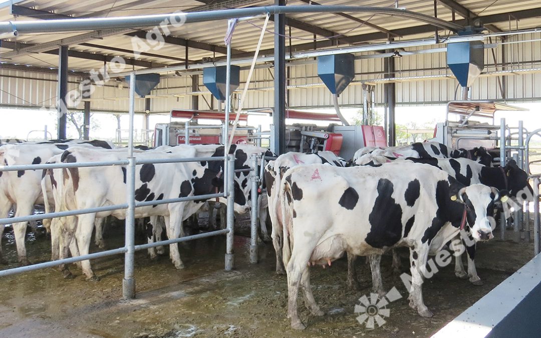 Tambos: tras la mayor producción de leche en una década, proyectan un nuevo