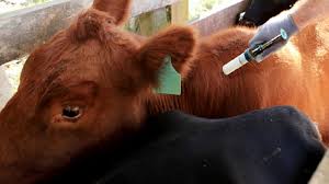 Vacunación antiaftosa: Federación Agraria tampoco quiere cambios y defiende los entes sanitarios