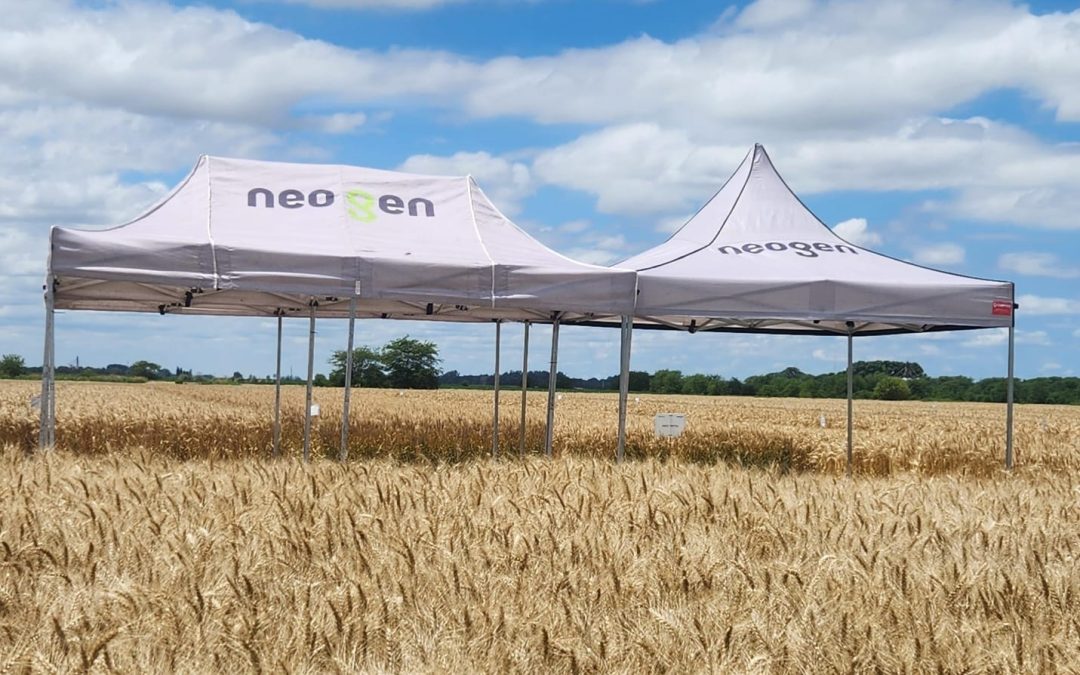 ESTRATEGIA TRIGUERA EN AÑO «NIÑO»: GENÉTICA Y SANIDAD PARA LICUAR COSTOS Y MAXIMIZAR LA RENTABILIDAD