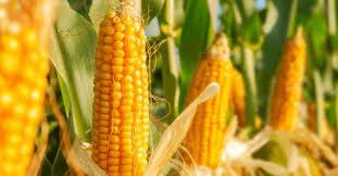 Nueva frontera: el maíz cambia el paisaje en una región con potencial para 100.000hectáreas