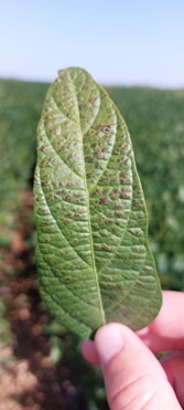 Cercospora y Septoria: una presión sanitaria creciente que redefine el manejo de soja en la campaña 2026