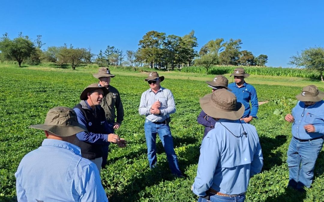 El secreto del éxito global del maní argentino: Certificaciones de calidad y el modelo que atrae miradas internacionales
