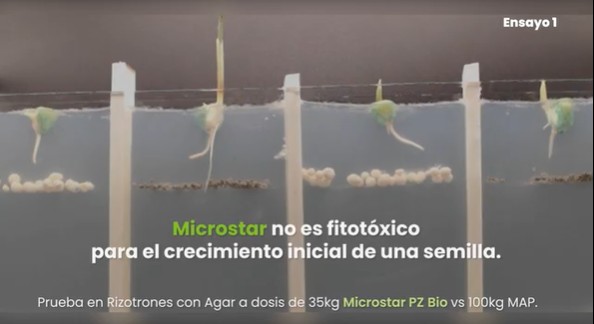 Ensayos en condiciones controladas junto al Laboratorio INVIVE de la UNLP donde se trabajó con Microstar PZ BIO vs MAP, aplicados en iguales condiciones muestran como con Microstar hay eficiencia desde el arranque
