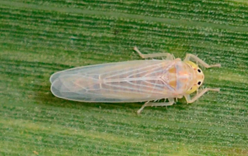 “Incremento exponencial”: creció fuerte la población de la chicharrita, aunque aseguran que el maíz ya se encuentra a salvo de la temible plaga