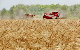 Cómo usar la información satelital para ser más eficientes en la cosecha de trigo