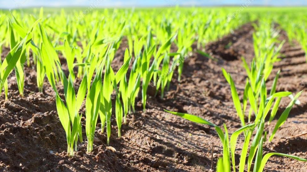 GACETILLA DE PRENSA: Gallery®, el nuevo estándar de residualidad y selectividad para el control preemergente decrucíferas en la presiembra de trigo y cebada.