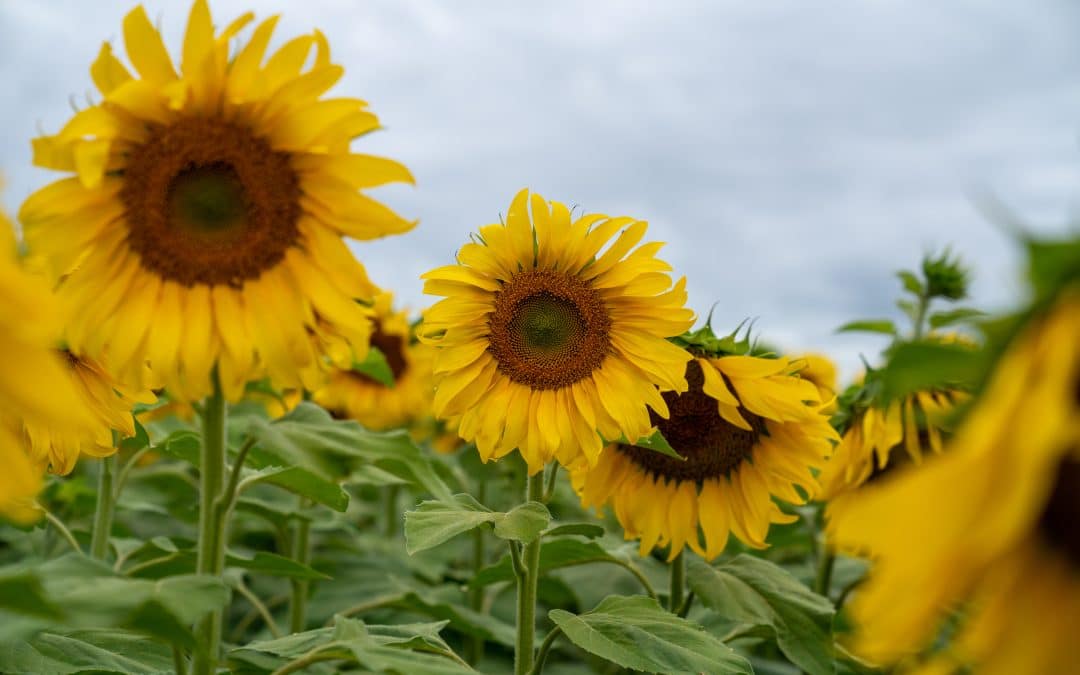 PURO GIRASOL 2026: el crecimiento del cultivo impulsa una nueva edición del congreso que busca marcar agenda