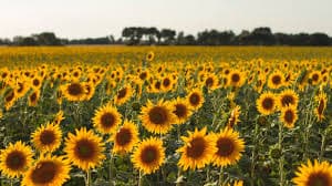 De la siembra a la cosecha, todo fue récord: los números de la histórica campaña de girasol