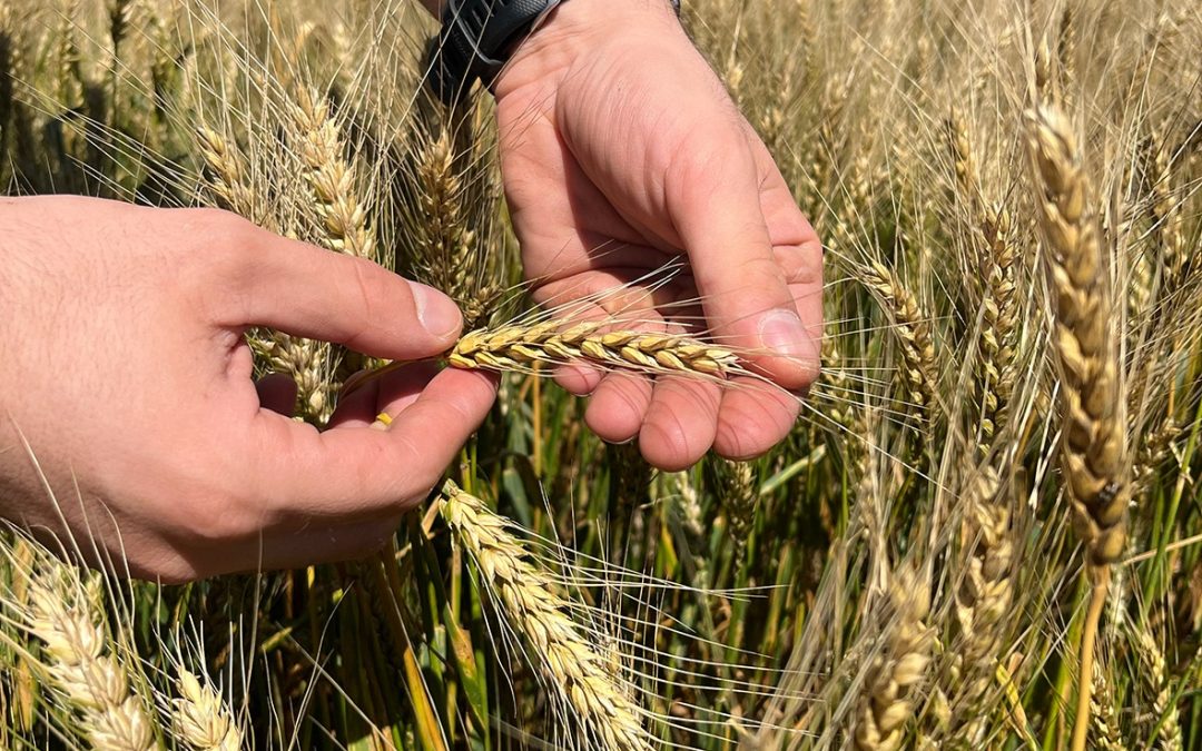 Trigo: Buscando la eficiencia de costos a partir de genética de alto rendimiento