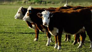 Sorpresa: investigaron el uso del aserrín para que coman las vacas y el resultado fue categórico